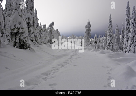 Lepre s tracce sulla neve strada forestale Foto Stock