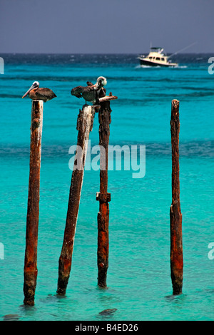 West Indies Aruba pellicani seduti sui pali Eagle beach Foto Stock