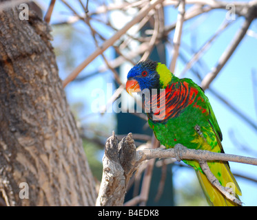 Lorikeet, un pappagallo come un uccello, seduto su un ramo Foto Stock