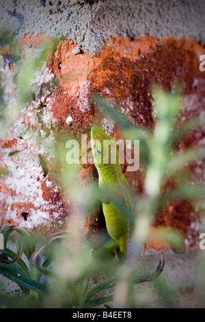 Green Anole Lizard Anolis carolinensis Foto Stock