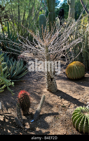 Struttura Boojum Fouquieria columnaris Desert Botanical Garden Phoenix AZ 31354 080919 Foto Stock