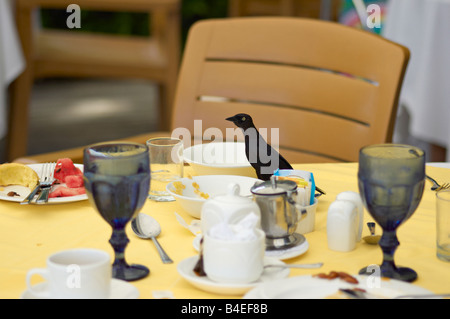 Bird cercando di rubare il cibo fuori da una tabella Foto Stock