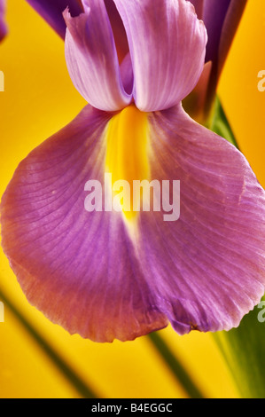 Iris Holandica o olandese iris noto anche come professore Blaaun Iris Foto Stock