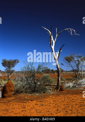 Piccola Termite Mound e Albero Morto in rosso paesaggio australiano Foto Stock