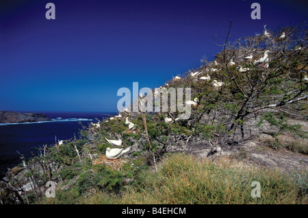 Rosso-footed Booby Sula sula Oahu HAWAII Stati Uniti febbraio adulti in alberi di colonia nidificazione Sulidae Foto Stock