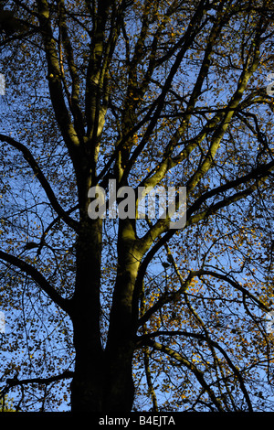 Faggeta in autunno contro un cielo blu Foto Stock