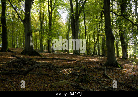 In legno di faggio paesaggio in autunno Foto Stock