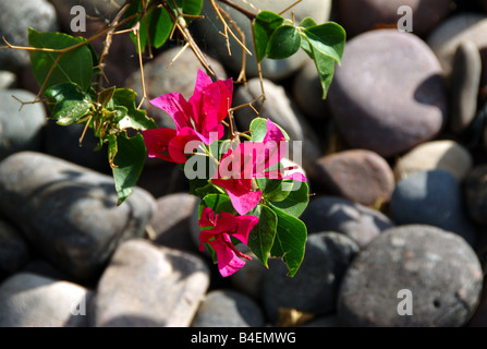 Il Bougainvillea La Jolla Foto Stock