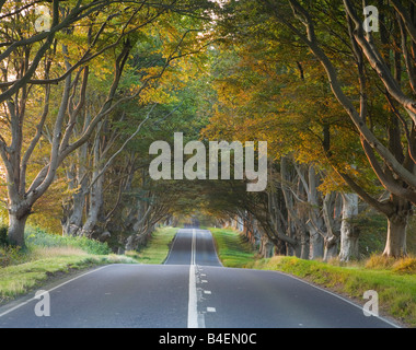 Viale di faggi la linea B3082 strada a Kingston Lacey Station Wagon Dorset Inghilterra Foto Stock