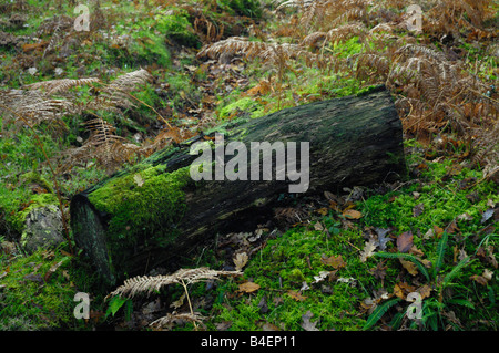 Log vecchi sul pavimento di legno di quercia in autunno con i muschi e felci Foto Stock