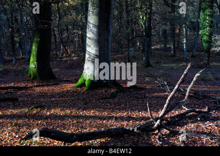Paesaggio forestale in autunno sunshine Foto Stock