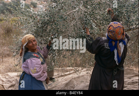 Le donne palestinesi funzionante a oliveto, Palestina Foto Stock