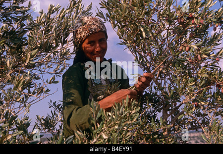 Donna palestinese funzionante a oliveto, Palestina Foto Stock