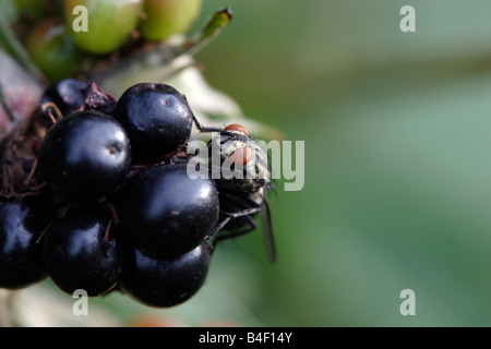 Carne fly (Sarcophaga carnaria) su blackberry Foto Stock