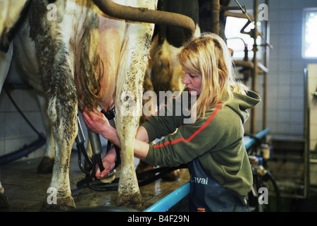 La donna il collegamento di una mucca per una macchina di mungitura, Heidenau, Germania Foto Stock