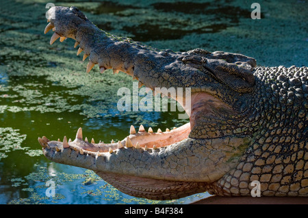 Ganasce schiusi australiano di estuario di acqua salata coccodrillo Crocodylus porosus Foto Stock