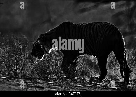 Una tigre a piedi attraverso il golden erba in Ranthambhore national park Foto Stock
