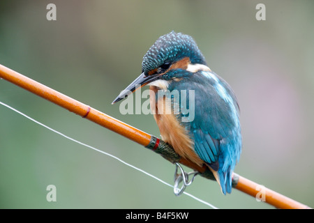 Martin pescatore Alcedo atthis femmina su canna da pesca West Midlands, Regno Unito Foto Stock