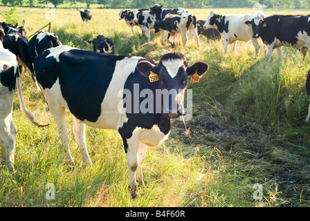 Vacche da latte in una fattoria nel Vermont USA Foto Stock