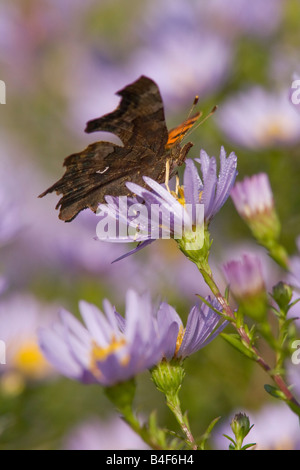 Virgola Butterfly su un Michaelmas Daisy Foto Stock