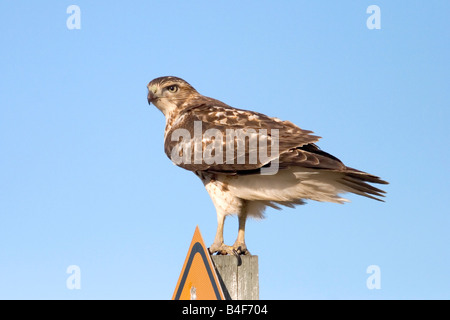 Red-tailed Hawk Buteo jamaicensis Foto Stock
