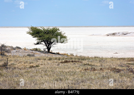 Lonely acacia e vasto Etosha pan in background in Etosha National Park Namibia Foto Stock