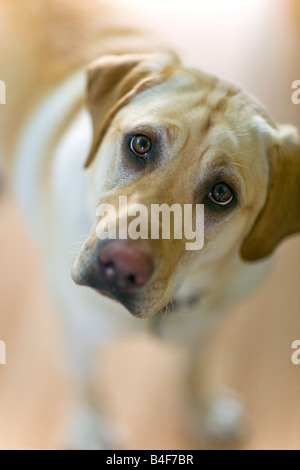 Ritratto di un giallo Labrador Retriever guardando in alto, Manitoba, Canada. Foto Stock