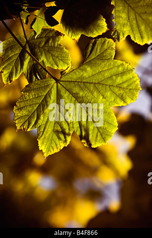 Foglie di acero in autunno Foto Stock