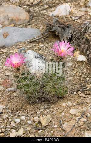 Grosso ago Beehive Cactus macromeris Coryphantha macromeris var Foto Stock