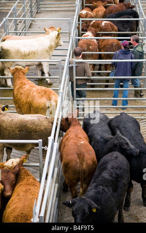 Un anno:, giovenche e torelli a Dingwall Mart, Ross-shire, Scozia Foto Stock