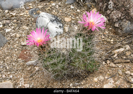 Fioritura Big-Needle Beehive Cactus macromeris Coryphantha macromeris var Foto Stock