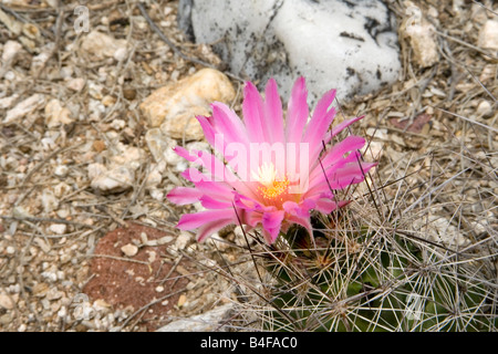 Grosso ago Beehive Cactus macromeris Coryphantha macromeris var Foto Stock