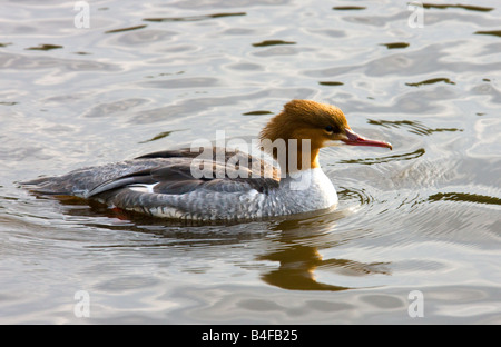 Femmina Merganser comune o smergo maggiore - Mergus merganser Foto Stock