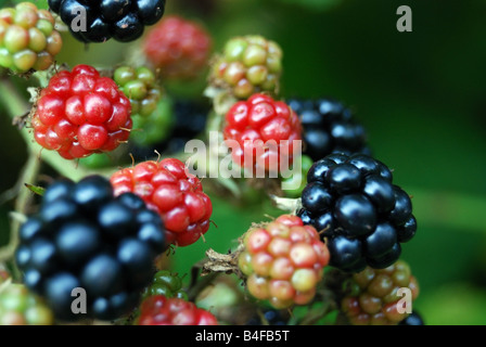 More (Rubus sp.) sulla vite. Foto Stock