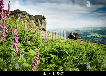 Mucca e vitello rocce vicino a Ilkley West Yorkshire Inghilterra Foto Stock