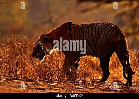 Una tigre retroilluminato a piedi attraverso il golden erba in Ranthambhore national park Foto Stock