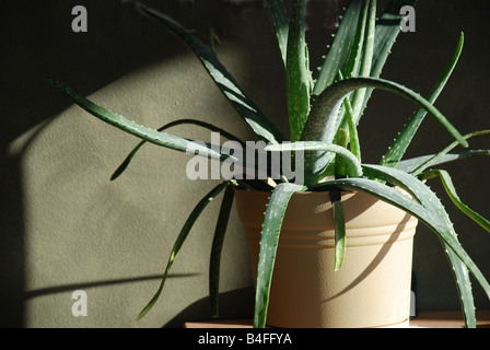 Una pianta di Aloe vera in una pentola gialla con il sole che splende su di essa contro il wall.su Foto Stock