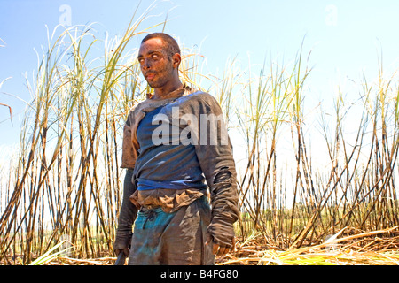 La canna da zucchero field worker Foto Stock