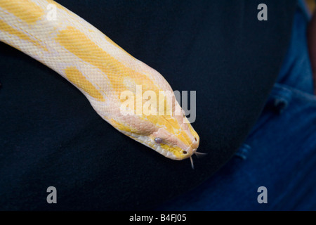 Una chiusura di un albino Burmese python snake Foto Stock