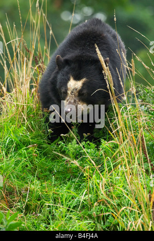 Spectacled recare a piedi attraverso l'erba Settembre 2008 Foto Stock