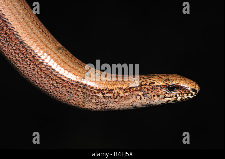 Slow worm (Anguis fragilis) Foto Stock