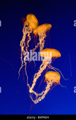 Pacifico mare Meduse di ortica (Chrysaora fuscescens) Aquarium di Vancouver, Vancouver B.C. Canada Foto Stock