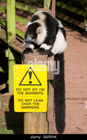 Lemur seduti sul recinto con segno dicendo di non sedersi sulle barriere non appoggiarsi sulle barriere Foto Stock