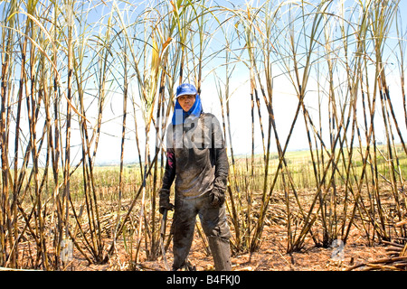 La canna da zucchero field worker Foto Stock