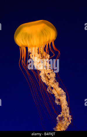 Pacifico mare Meduse di ortica (Chrysaora fuscescens) Aquarium di Vancouver, Vancouver B.C. Canada Foto Stock