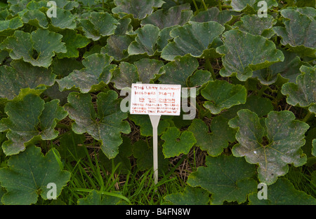 NO DIG stampa sul riparto organico REGNO UNITO Foto Stock