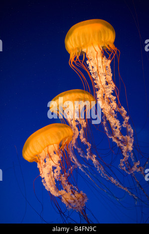 Pacifico mare Meduse di ortica (Chrysaora fuscescens) Aquarium di Vancouver, Vancouver B.C. Canada Foto Stock