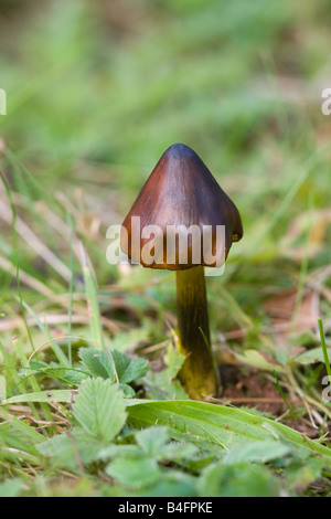 La strega Hat (conica Waxcap) Funghi Hygrocybe conica corpo fruttifero sulla zona erbosa Foto Stock