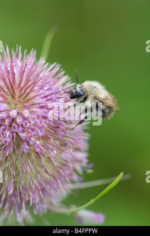 Carda comune Bee Bombus agrorum su un selvaggio fiore Teasel testa Foto Stock