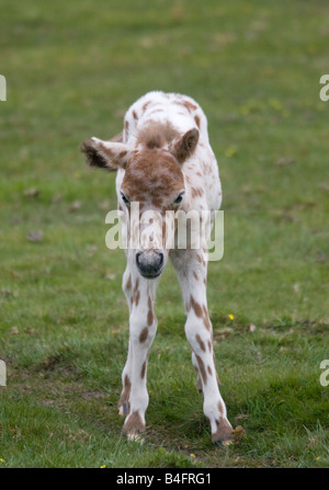 Ritratto di un puledro appaloosa nella nuova foresta Inghilterra Foto Stock